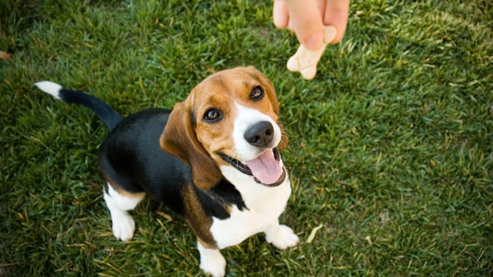Mastering SPCA Training Courses: Expert Tips for Successful Dog Training